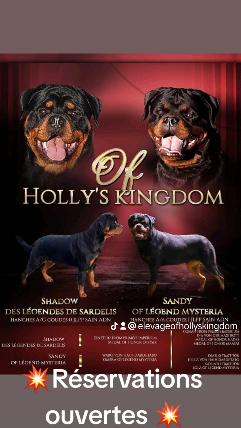 Of Holly's Kingdom - Chiots disponibles - Rottweiler