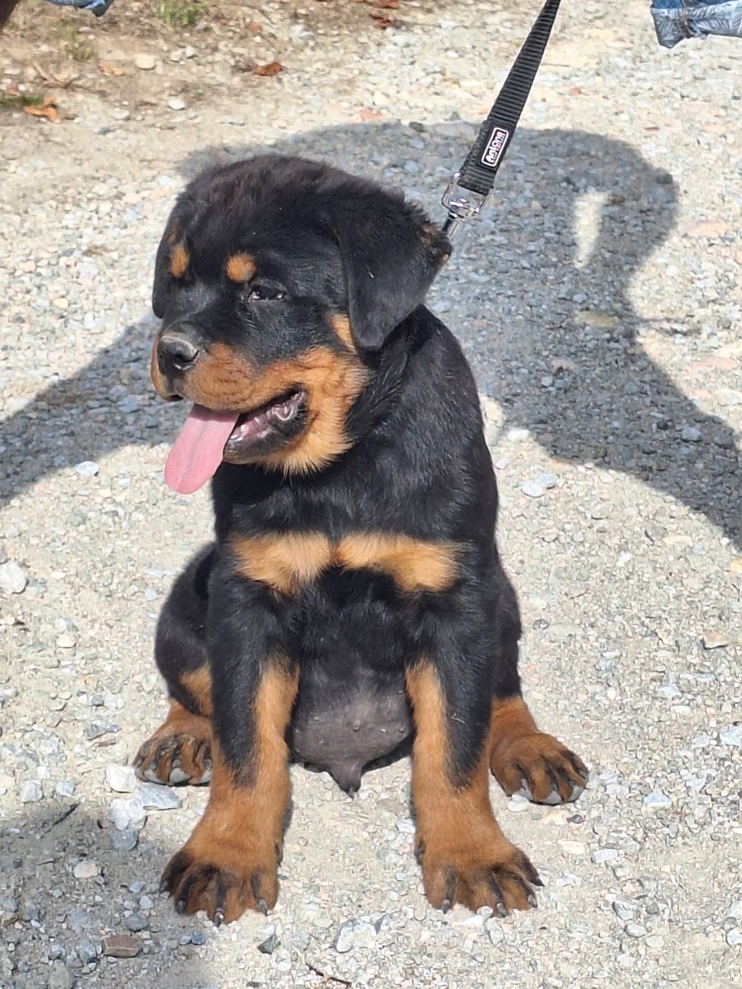 Of Holly's Kingdom - Chiots disponibles - Rottweiler