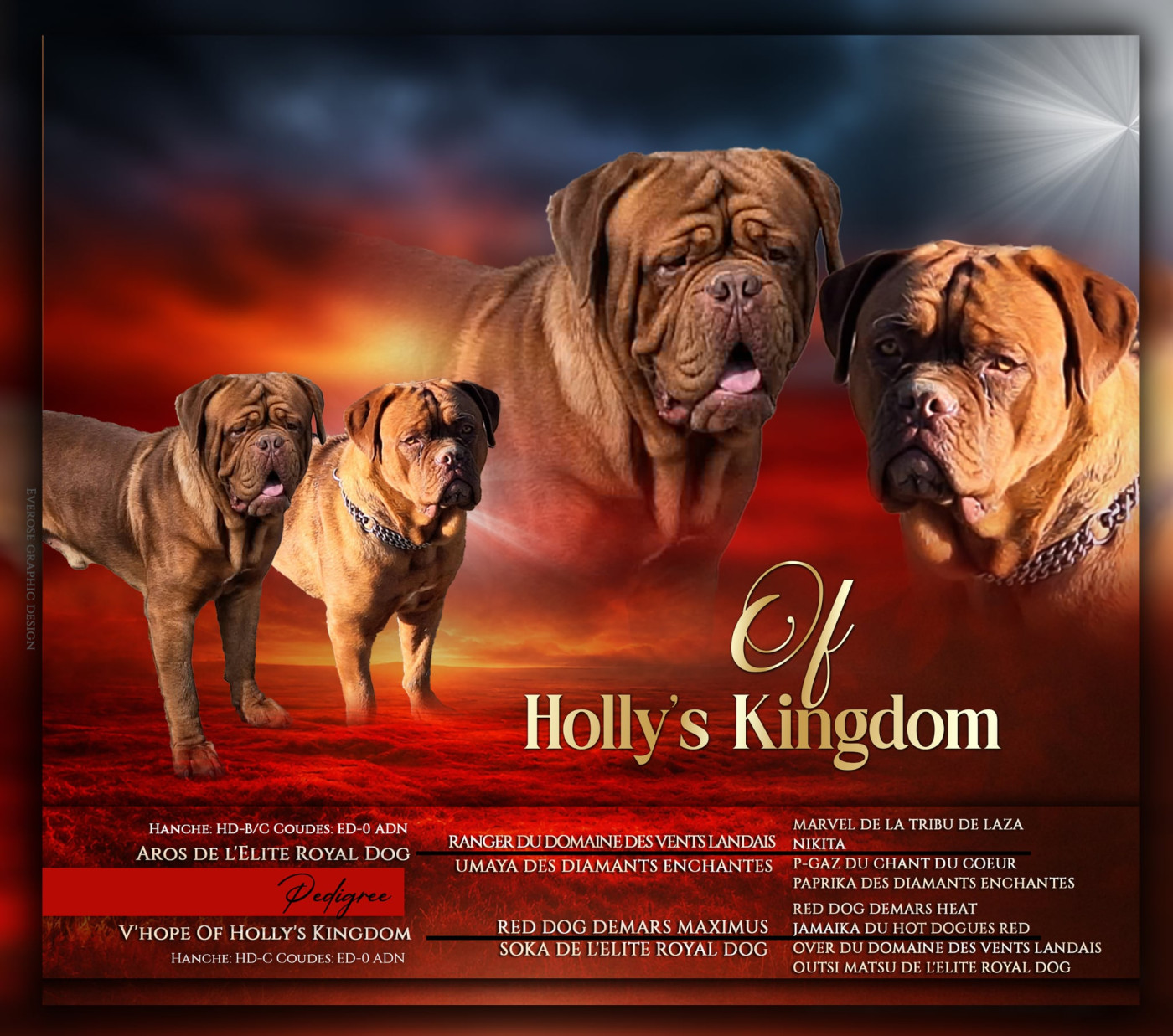 Of Holly's Kingdom - Chiots disponibles - Dogue de Bordeaux