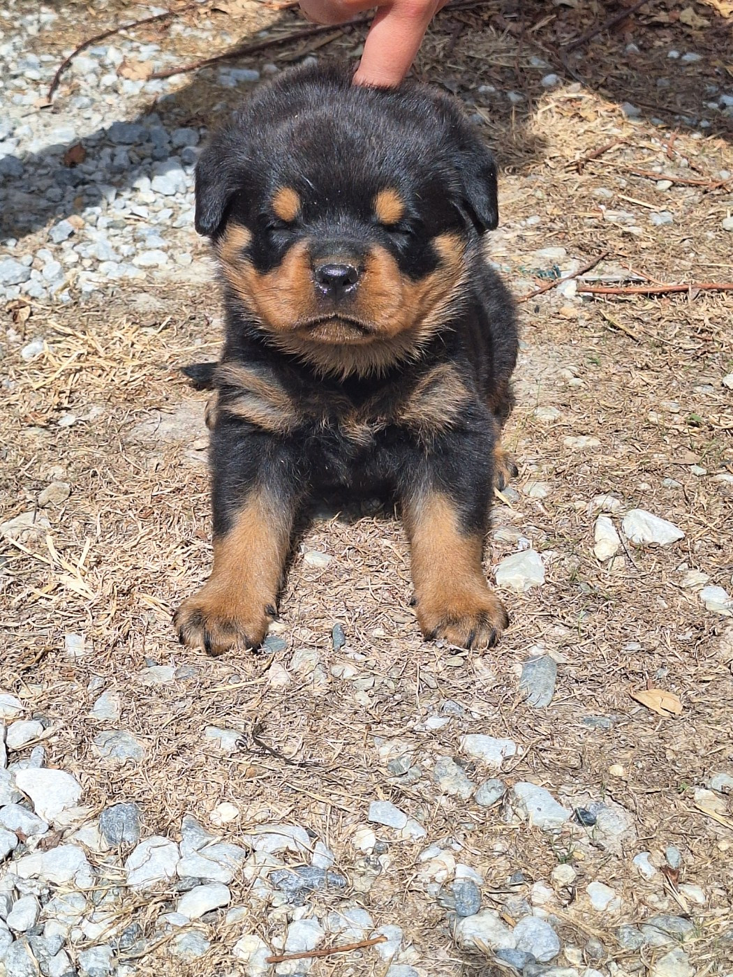 Of Holly's Kingdom - Chiots disponibles - Rottweiler
