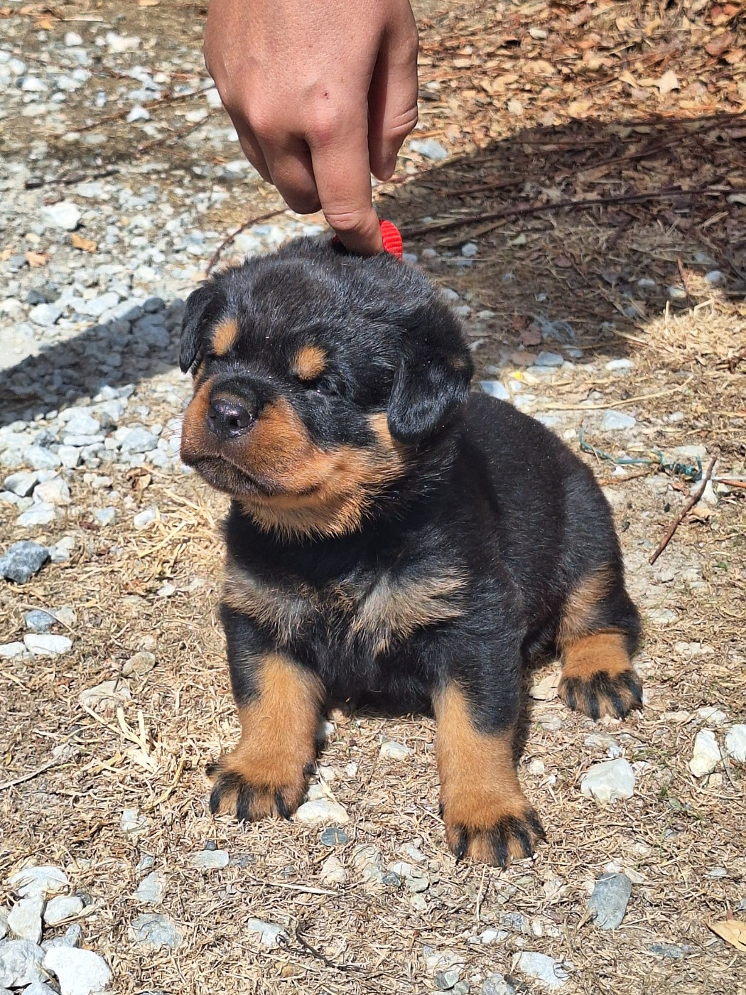 Of Holly's Kingdom - Chiots disponibles - Rottweiler
