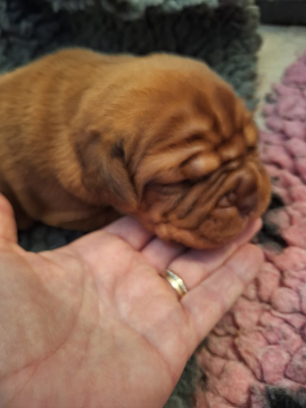 Of Holly's Kingdom - Chiots disponibles - Dogue de Bordeaux