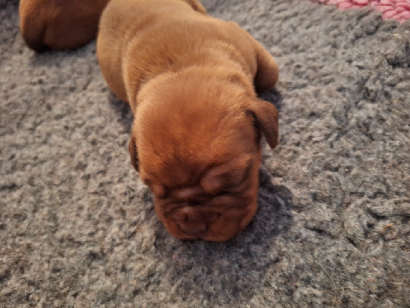 Of Holly's Kingdom - Chiots disponibles - Dogue de Bordeaux