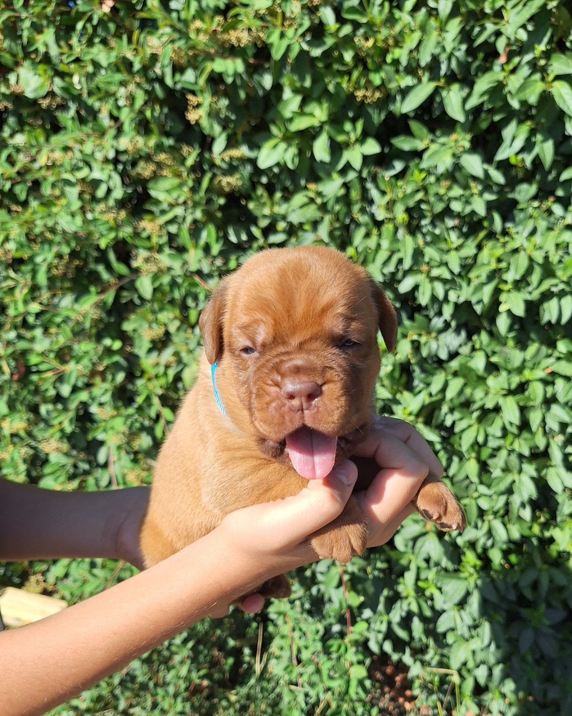 Of Holly's Kingdom - Chiots disponibles - Dogue de Bordeaux