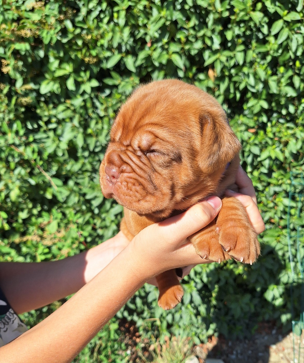 Of Holly's Kingdom - Chiots disponibles - Dogue de Bordeaux
