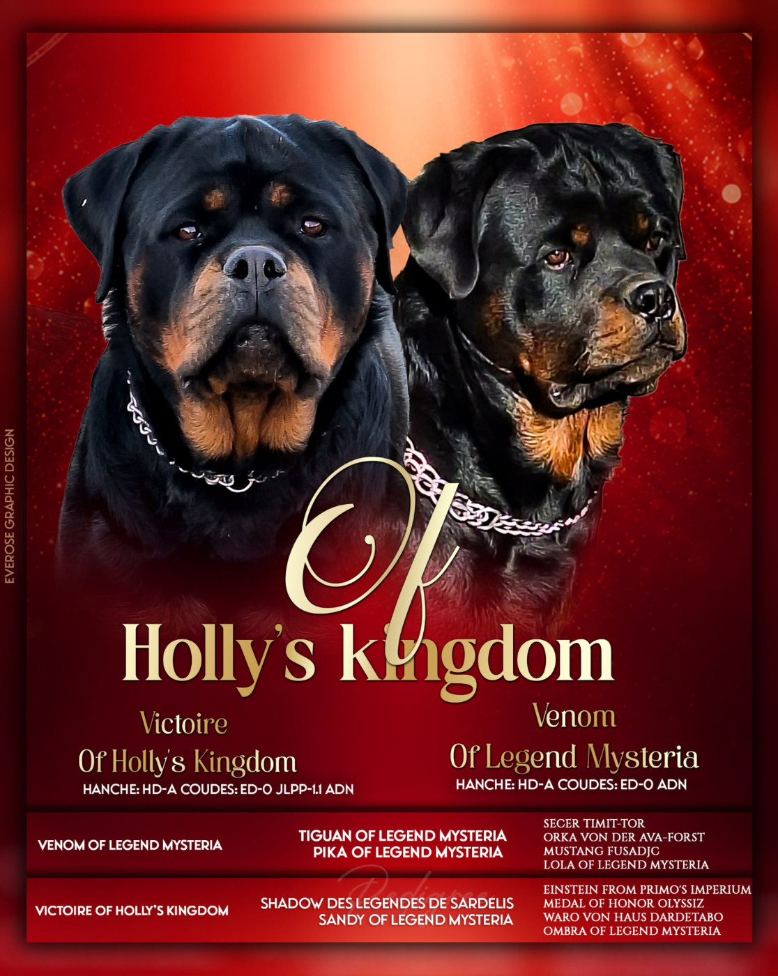 Of Holly's Kingdom - Chiots disponibles - Rottweiler