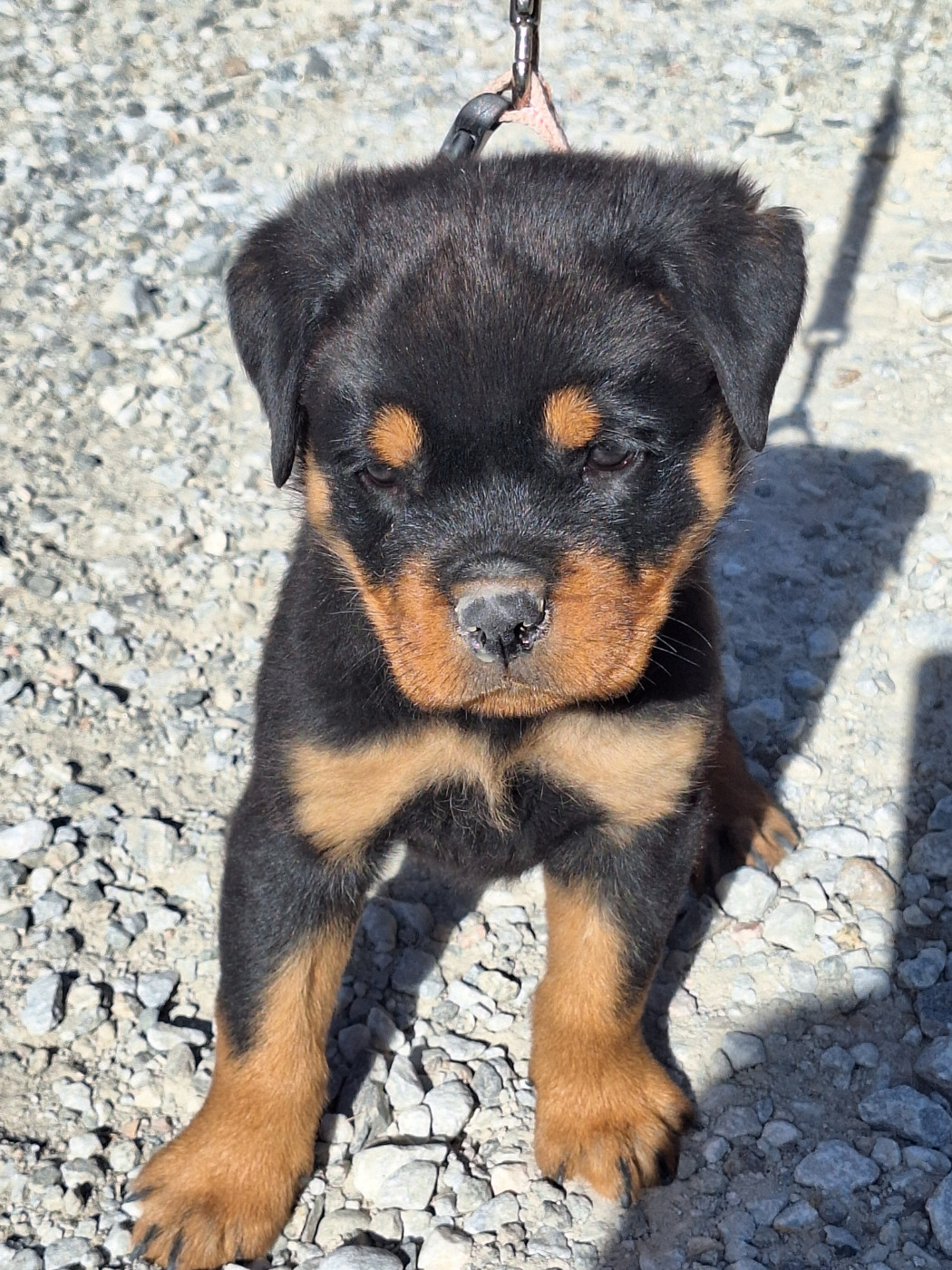 Of Holly's Kingdom - Chiots disponibles - Rottweiler