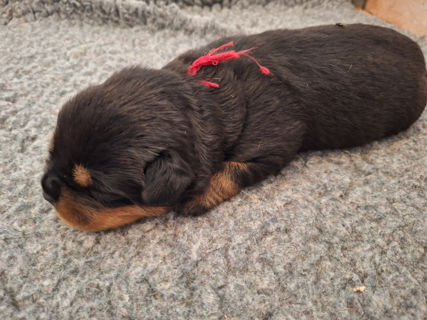 Of Holly's Kingdom - Chiots disponibles - Rottweiler