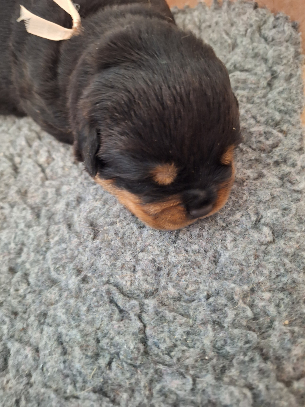 Of Holly's Kingdom - Chiots disponibles - Rottweiler
