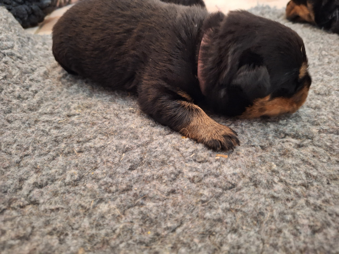 Of Holly's Kingdom - Chiots disponibles - Rottweiler