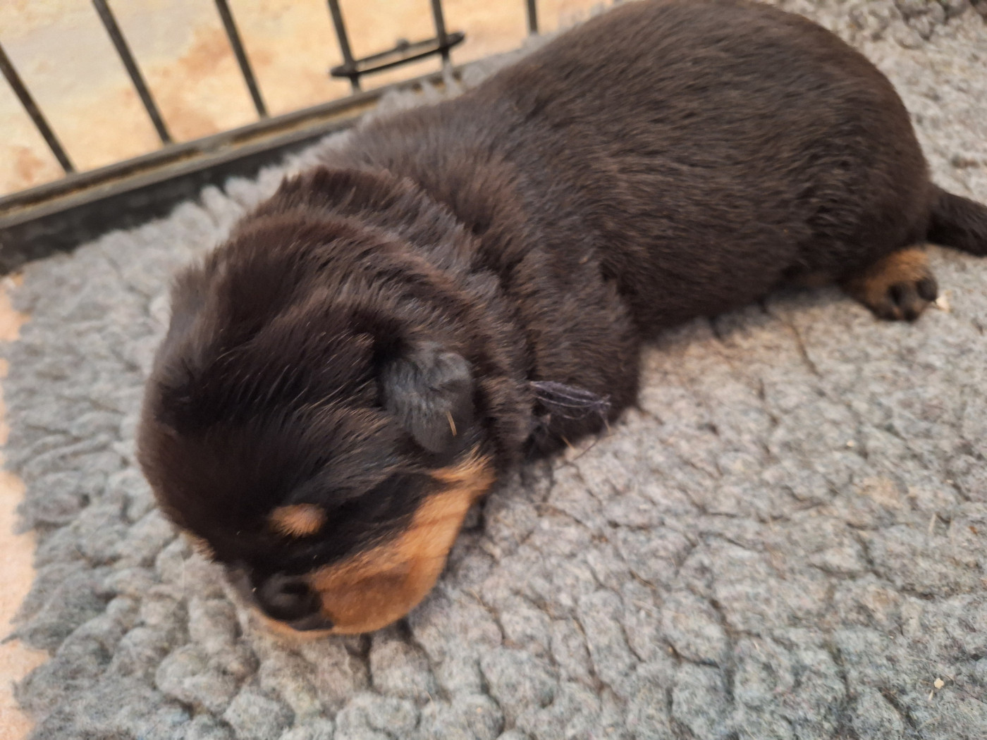 Of Holly's Kingdom - Chiots disponibles - Rottweiler