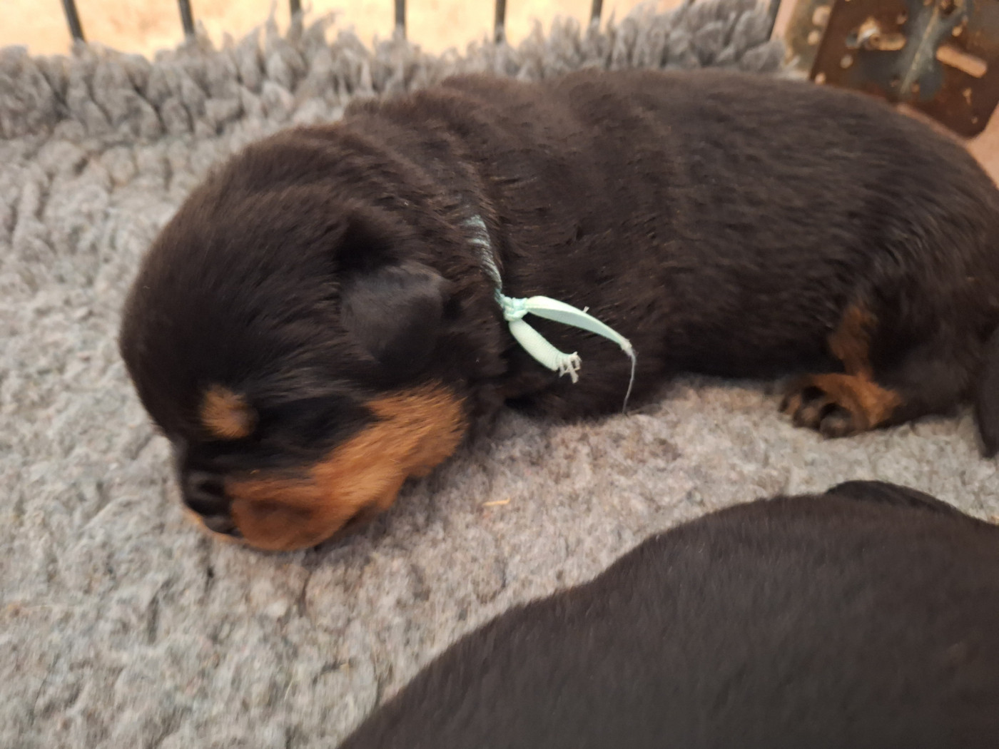 Of Holly's Kingdom - Chiots disponibles - Rottweiler