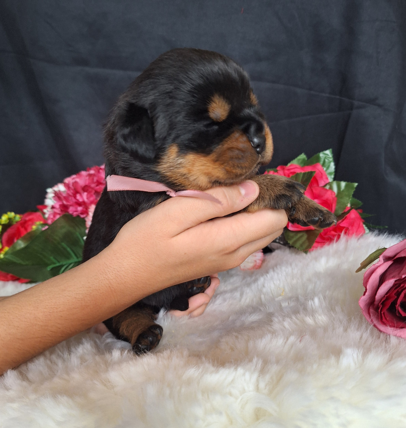 Of Holly's Kingdom - Chiots disponibles - Rottweiler