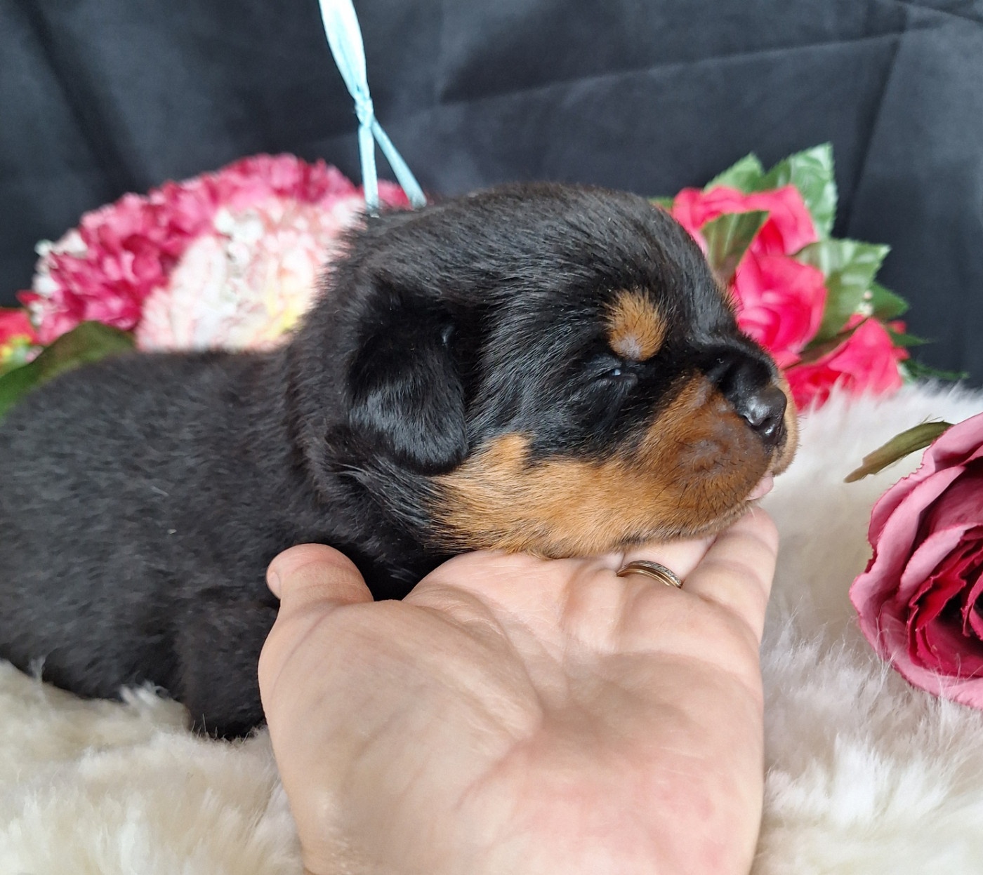 Of Holly's Kingdom - Chiots disponibles - Rottweiler