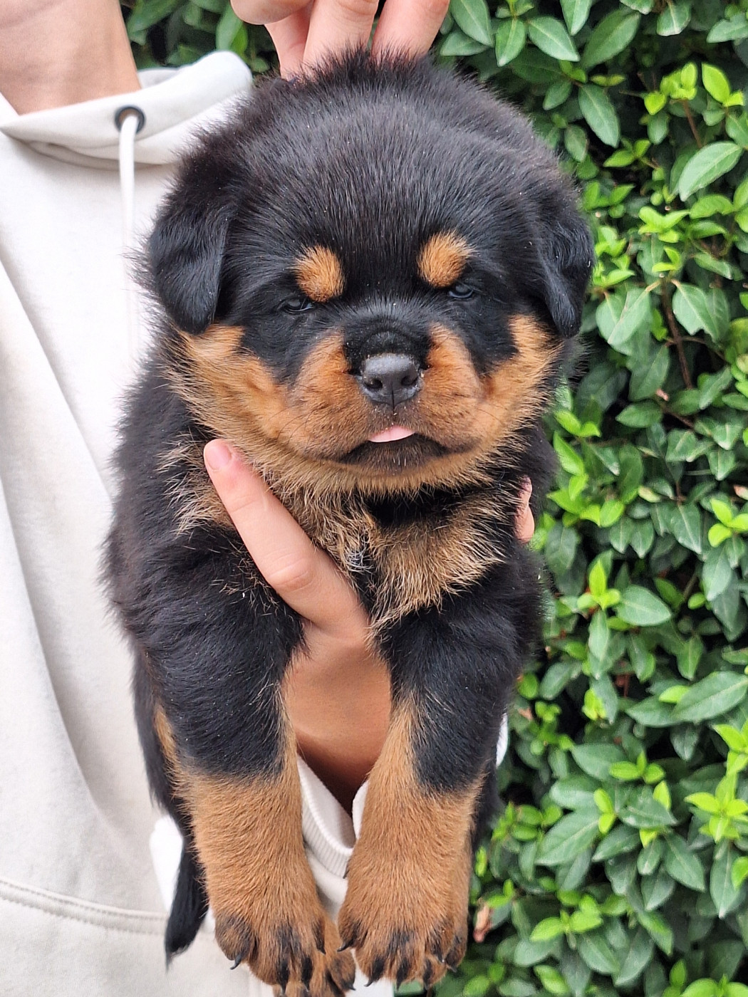 Of Holly's Kingdom - Chiots disponibles - Rottweiler