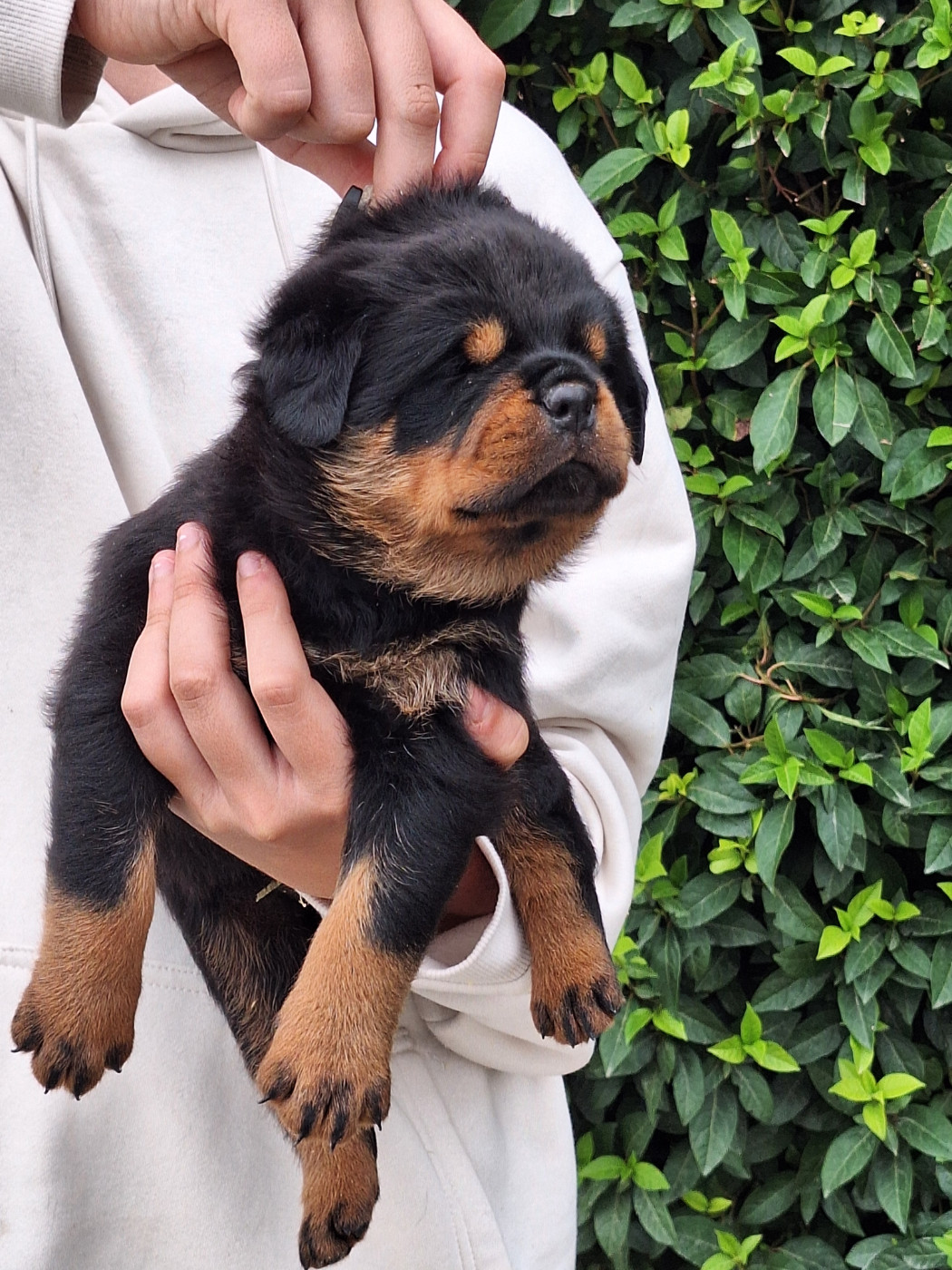 Of Holly's Kingdom - Chiots disponibles - Rottweiler