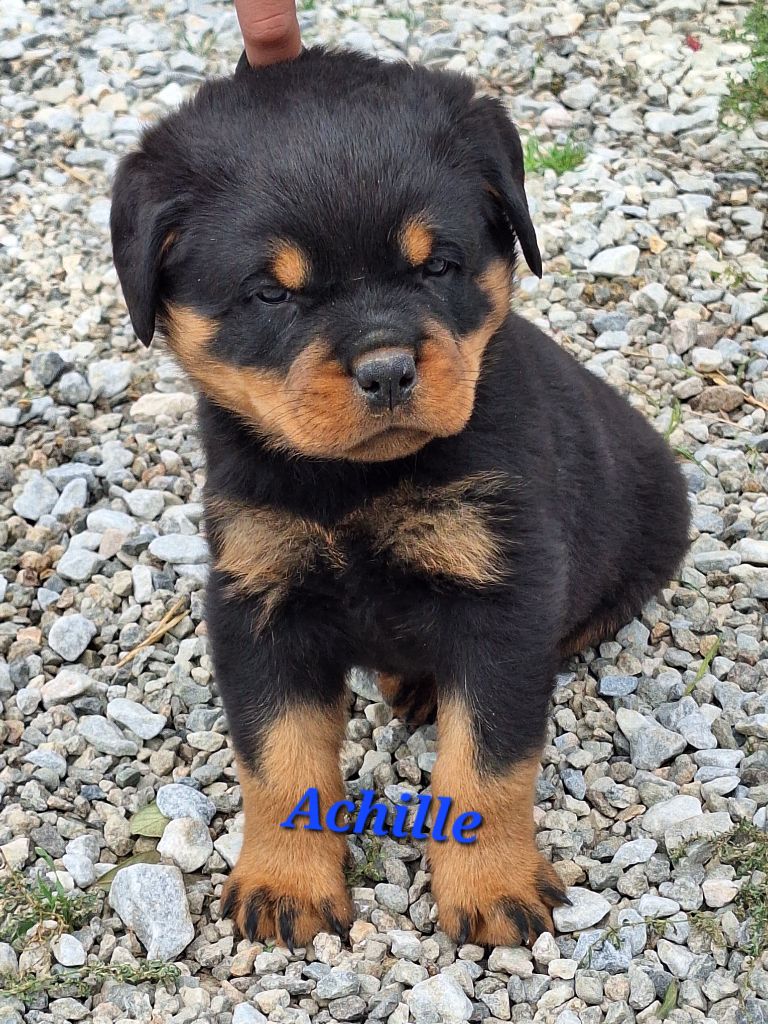 Of Holly's Kingdom - Rottweiler - Portée née le 03/09/2025