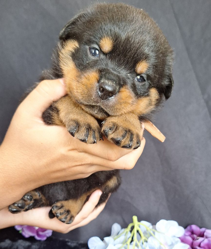 Of Holly's Kingdom - Chiots disponibles - Rottweiler