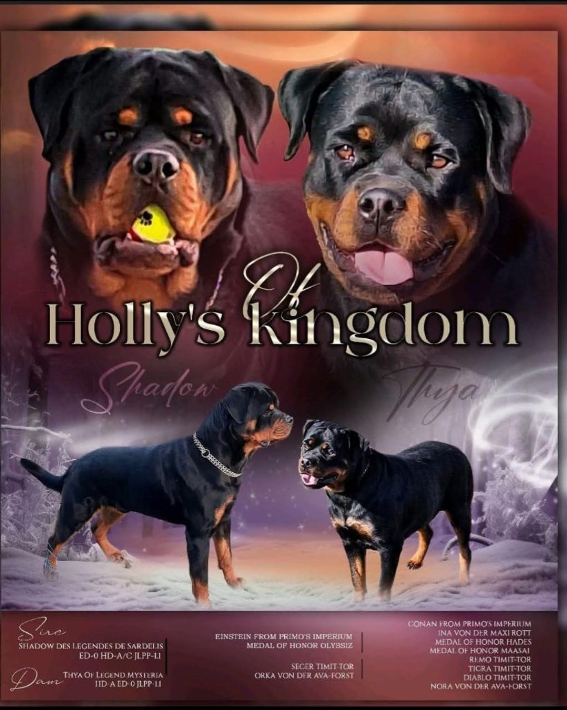 Of Holly's Kingdom - Chiots disponibles - Rottweiler