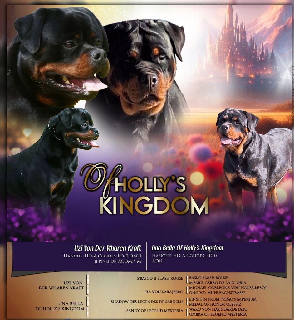 Of Holly's Kingdom - Chiots disponibles - Rottweiler