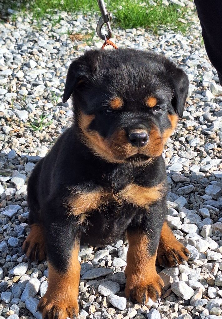 Of Holly's Kingdom - Rottweiler - Portée née le 29/08/2025