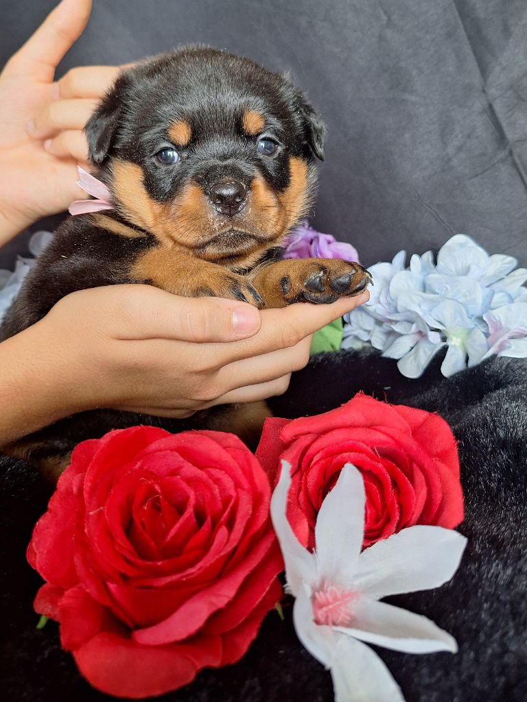 Of Holly's Kingdom - Chiots disponibles - Rottweiler