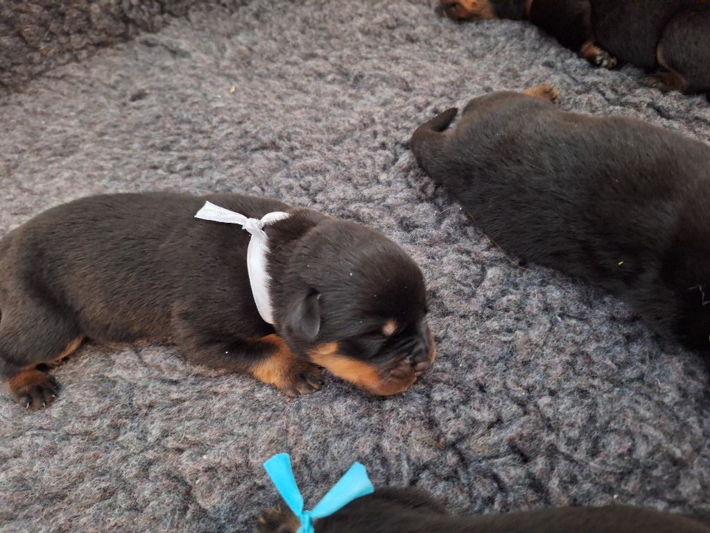 Of Holly's Kingdom - Chiots disponibles - Rottweiler