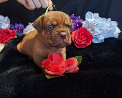 Femelle collier vert