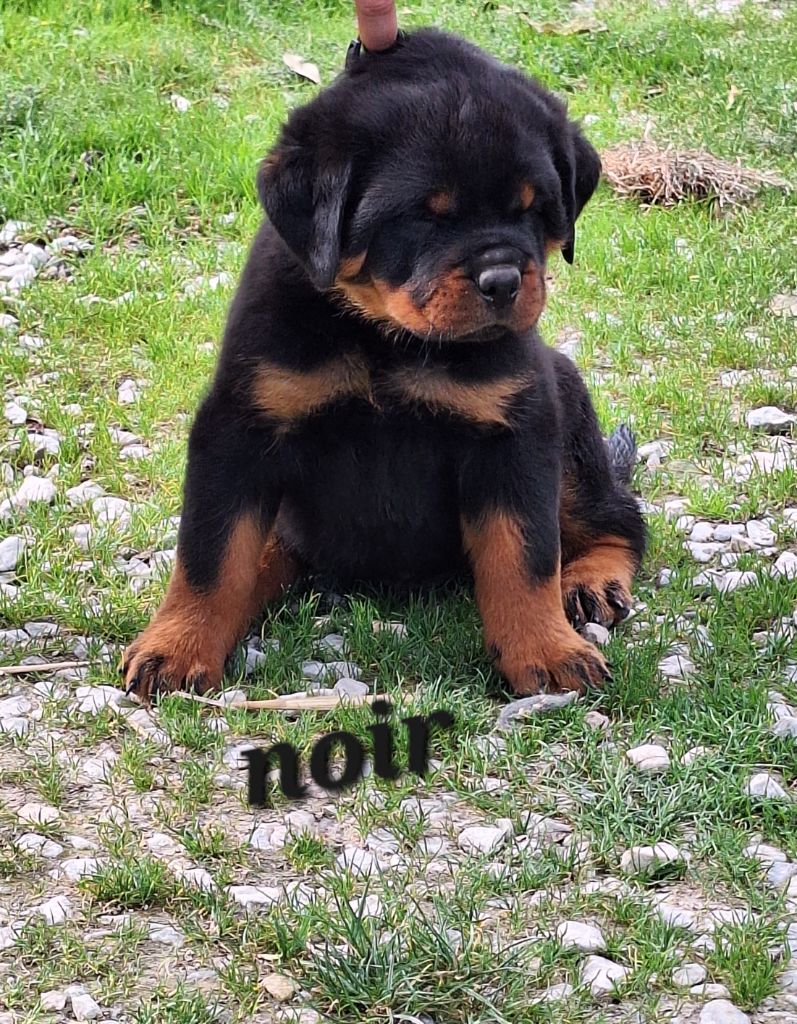 Of Holly's Kingdom - Chiots disponibles - Rottweiler
