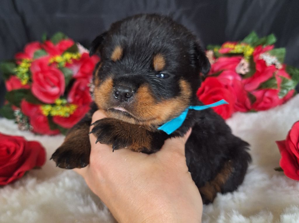 Of Holly's Kingdom - Chiots disponibles - Rottweiler