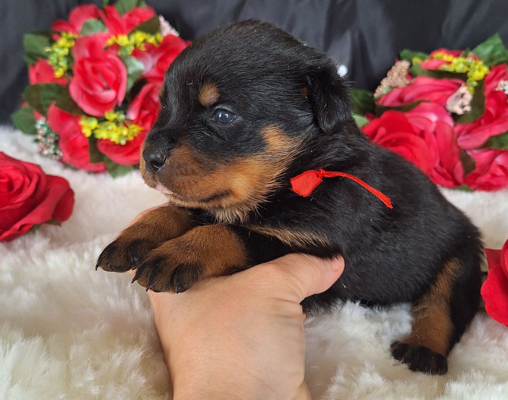 Of Holly's Kingdom - Chiots disponibles - Rottweiler