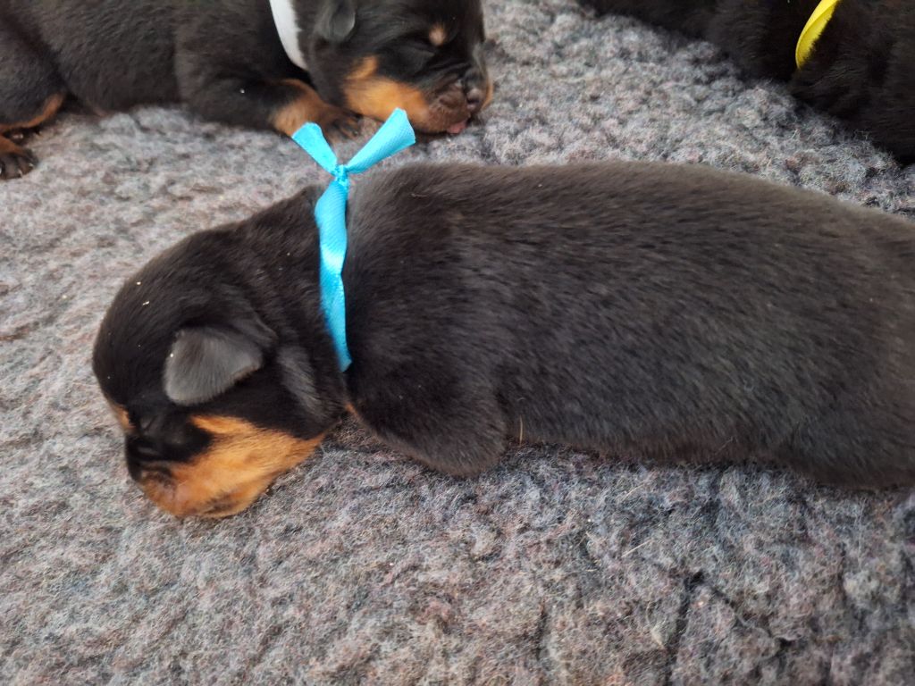 Of Holly's Kingdom - Chiots disponibles - Rottweiler