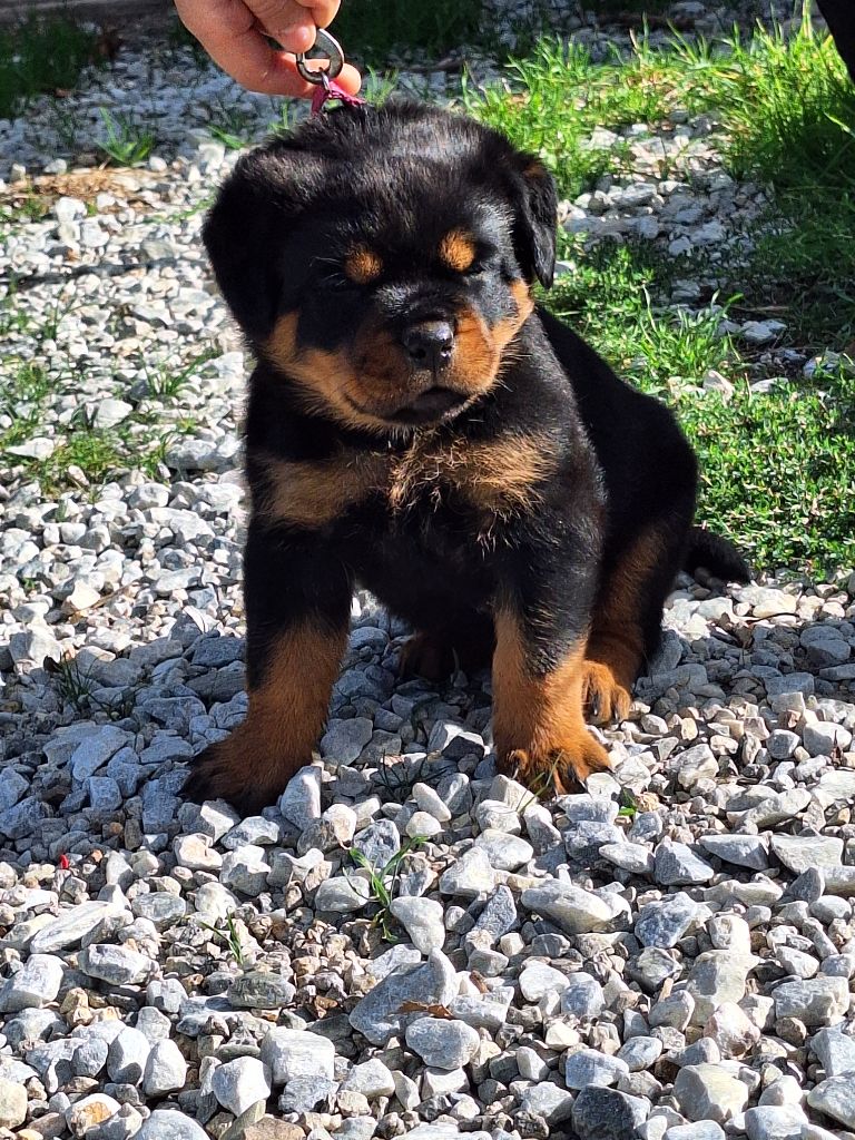 Of Holly's Kingdom - Chiots disponibles - Rottweiler