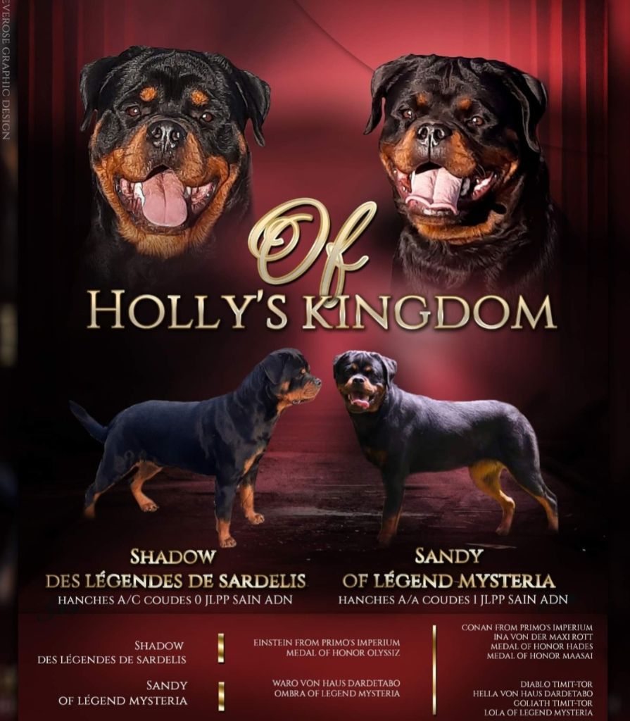 Of Holly's Kingdom - Chiots disponibles - Rottweiler