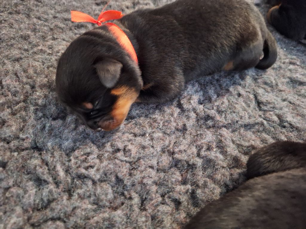 Of Holly's Kingdom - Chiots disponibles - Rottweiler