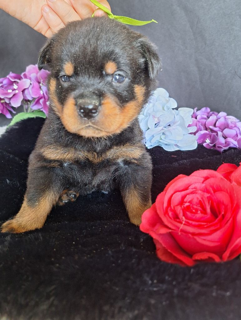 Of Holly's Kingdom - Chiots disponibles - Rottweiler