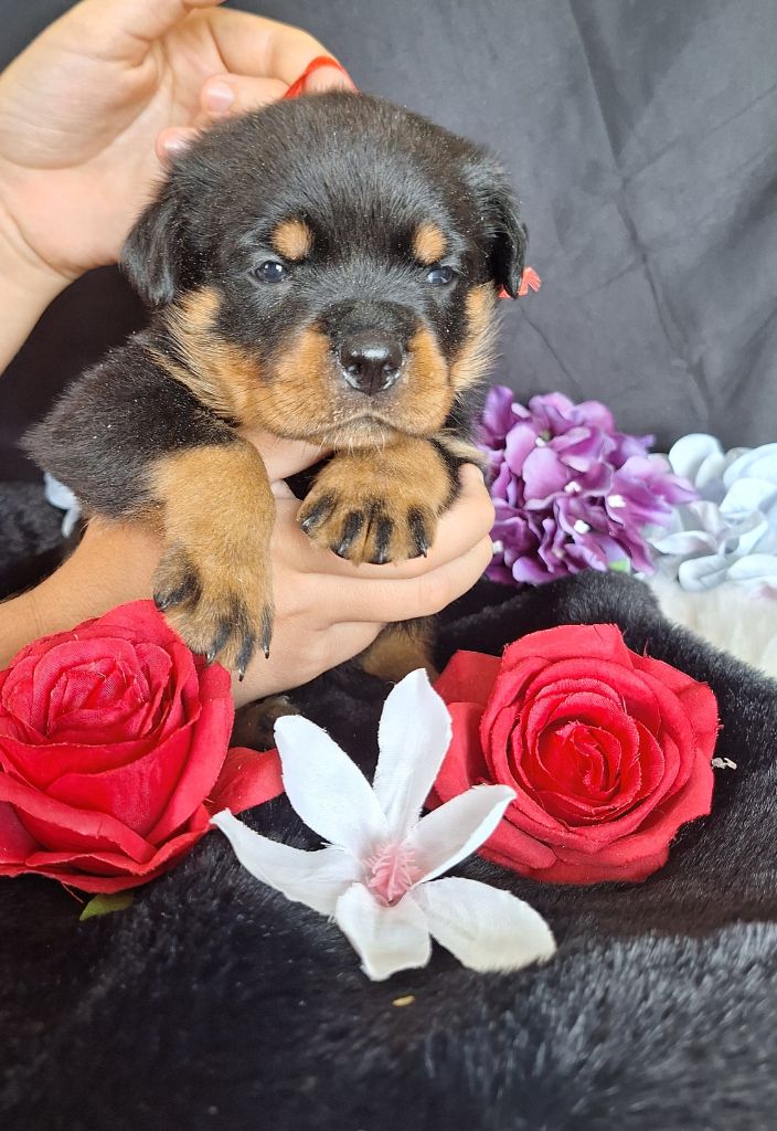 Of Holly's Kingdom - Chiots disponibles - Rottweiler