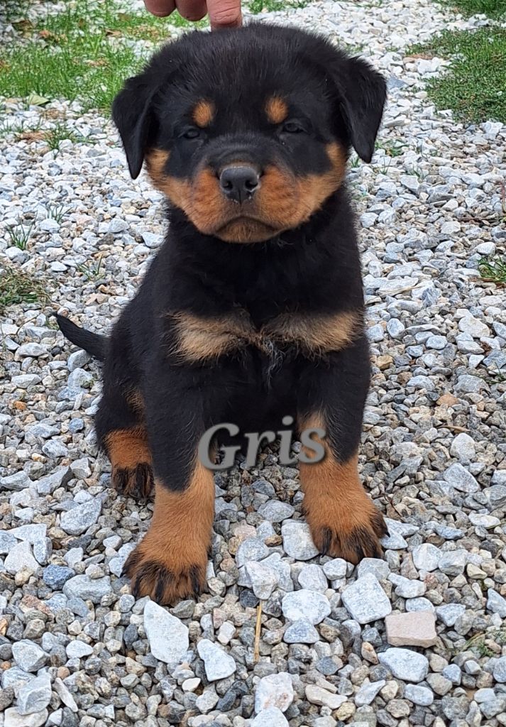 Of Holly's Kingdom - Chiots disponibles - Rottweiler