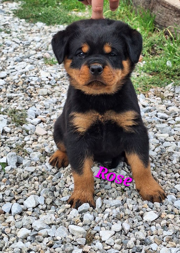 Of Holly's Kingdom - Rottweiler - Portée née le 03/09/2025