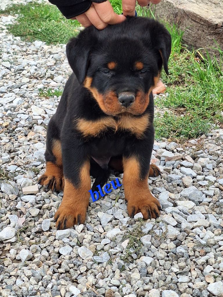 Of Holly's Kingdom - Chiots disponibles - Rottweiler