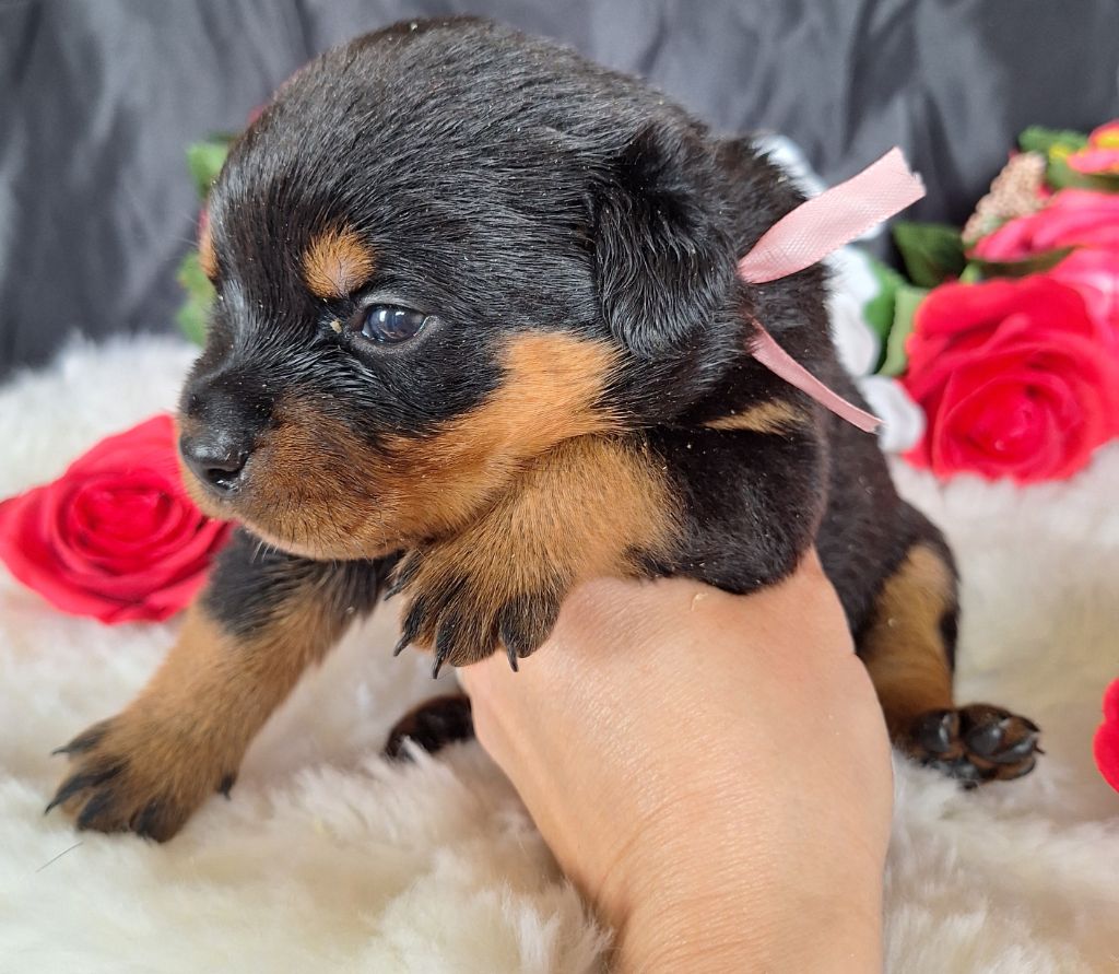 Of Holly's Kingdom - Chiots disponibles - Rottweiler