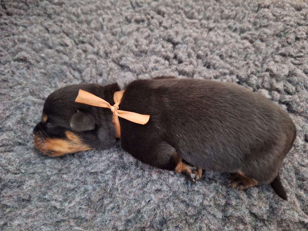 Of Holly's Kingdom - Chiots disponibles - Rottweiler